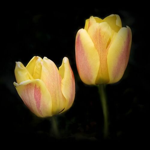 2gelbe-tulpen-onblack