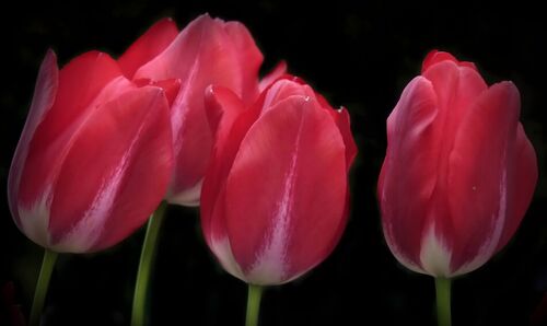 4red-tulips-onblack