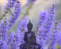 Meditation und Lavendelblüten by flowersforyou