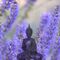 'Meditation und Lavendelblüten' von flowersforyou