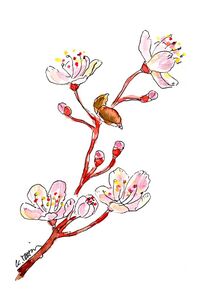 Kirschblüte - cherry blossom von Karin Mihm