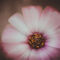 Blume-kapkorbchen-rosa-weisse-blute-bewegung-bewegungsunscharfe-bokeh-img-1012-www-dot-powerofflower-dot-myportfolio-dot-com