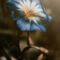 Blume-malve-blute-blau-lichtschein-fantasievoll-bokeh-img-0654-www-dot-powerofflower-dot-myportfolio-dot-com
