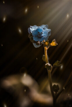 Blume-vergissmeinnicht-kleine-blute-blau-nacht-fantasievoll-lichtschein-bokeh-img-0394-www-dot-powerofflower-dot-myportfolio-dot-com