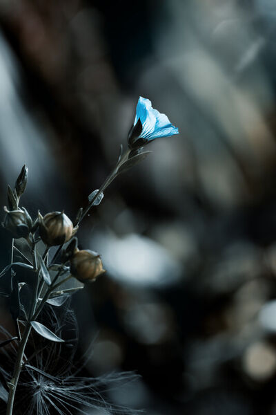 Blume-vergissmeinnicht-kleine-blute-blau-strahlend-lichtschein-fantasievoll-bokeh-img-0522-www-dot-powerofflower-dot-myportfolio-dot-com