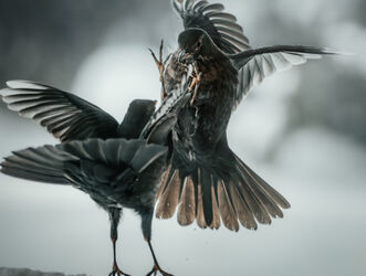 Amseln-vogel-flugel-vogelangriff-winter-schnee-schwarz-weiss-img-1444-www-dot-natureminds-dot-myportfolio-dot-com