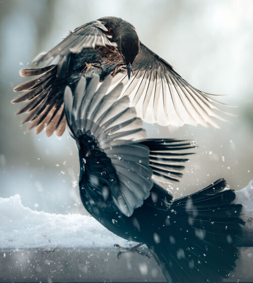 Amseln-vogel-flugel-vogelkampf-winter-schnee-schwarz-weiss-braun-img-2334-www-dot-natureminds-dot-myportfolio-dot-com