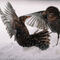 Amseln-vogel-flugel-vogelkampf-winter-schnee-weiss-img-1174-www-dot-natureminds-dot-myportfolio-dot-com