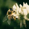 Biene-an-klee-pollen-sammeln-nektar-weisse-blute-dunkelgruner-hintergrund-bokeh-img-0118-www-dot-natureminds-dot-myportfolio-dot-com