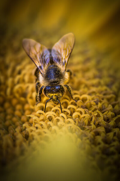 Biene-pollen-sammeln-nektar-blute-sonnenblume-gelb-braun-nahaufnahme-hd8a1029a-www-dot-natureminds-dot-myportfolio-dot-com