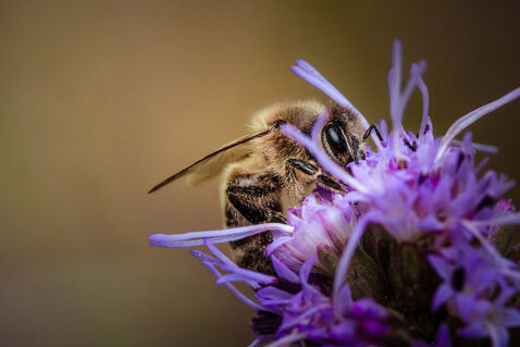 Biene-pollen-sammeln-nektar-lila-blute-hellbrauner-hintergrund-bokeh-img-0235-www-dot-natureminds-dot-myportfolio-dot-com