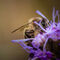 Biene-pollen-sammeln-nektar-lila-blute-hellbrauner-hintergrund-bokeh-img-0235-www-dot-natureminds-dot-myportfolio-dot-com