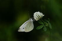Schmetterling - Großer Kohlweißling von Katrin  Krause