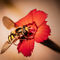 Schwebfliege-insekt-gelb-braun-schwarz-nektar-heide-nelke-blute-blume-rot-warmer-hintergrund-bokeh-nahaufnahme-img-1120-www-dot-natureminds-dot-myportfolio-dot-com