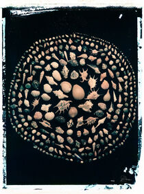 365 Muscheln als Spirale auf schwarzem Untergrund von Gerhard Bumann