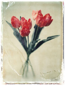 5 rote Tulpen auf hellem Untergrund von Gerhard Bumann