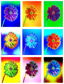 Diverse Gerbera Blüten digitalsiert und  bearbeitet. von Gerhard Bumann