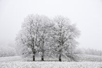 Bäume mit Raureif im Nebel - Landschaft bei Eigeltingen-Homberg im Hegau von Christine Horn
