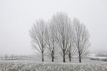 Winterlandschaft mit Bäumen bei Eigeltingen-Homberg im Hegau by Christine Horn