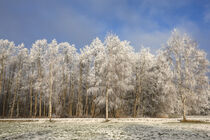 Bäume mit Raureif vor blauem Himmel im Heudorfer Ried bei Eigeltingen im Hegau by Christine Horn