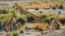 'Giraffen in der Wüste Namibias / Giraffes in the Namibian desert' von Dieter Stahl