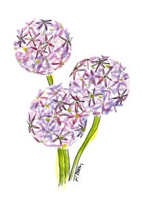 Zierlauch - Allium by Karin Mihm