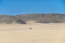 Wildpferde in der Namib by Dieter Stahl