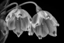 Märzenbecher-Blüten ganz nah im Gegenlicht als Makro-Aufnahme in Schwarz-Weiss von Thomas Richter