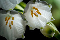 Märzenbecher-Blüten ganz nah, Makrofotografie von Thomas Richter