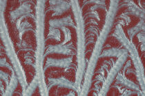 Eisblumen auf Glasscheibe, abstrakte filigrane Formen von Thomas Richter
