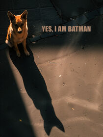 Ja, ich bin Batman | Yes, I Am Batman | Hundebild von Frank Daske
