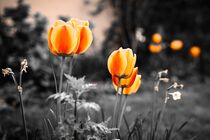 Tulpen by Dieter Stahl