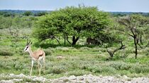 'Etosha National Park Geparde mit Springbock' von Dieter Stahl