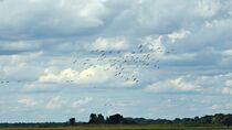 Vogelschwarm am Himmel über Botswana by Dieter Stahl