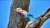 'Gabelracke im Chobe National Park Botswana / lilac-breasted roller' von Dieter Stahl