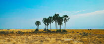 Palmen in der Wüste Namibias. von Dieter Stahl
