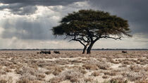 'Oryx Antilopen im Etosha Nationalpark' von Dieter Stahl