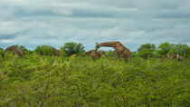 'Giraffen beim Grasen im dichten Busch' von Dieter Stahl