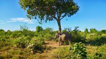 'Schwangerer Elefant lehnt erschöpft an einen Baum / Heavily pregnant elephant in Udawalawe national park' von Dieter Stahl