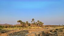 Palmenoase inmitten der namibischen Wüste