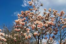 Pinke Magnolien Blüten vor blauem Himmel