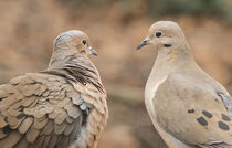 Mourning Doves Courting by David Halperin