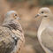 Mourning-doves-courting
