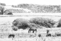 Pferde auf Mönchgut von mario-s