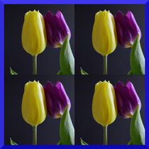 tulips by irmtraut prien