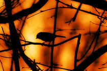 Vogelsilhouette von waldlaeufer