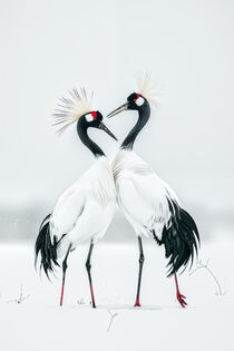 Weiße Kraniche im Japanischen Winter | White Cranes in Japanese Winter by Frank Daske