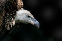 Rüppell's vulture by Henk Langerak