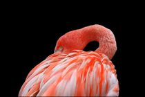 Flamingo von Henk Langerak