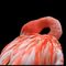 16-flamingo-19
